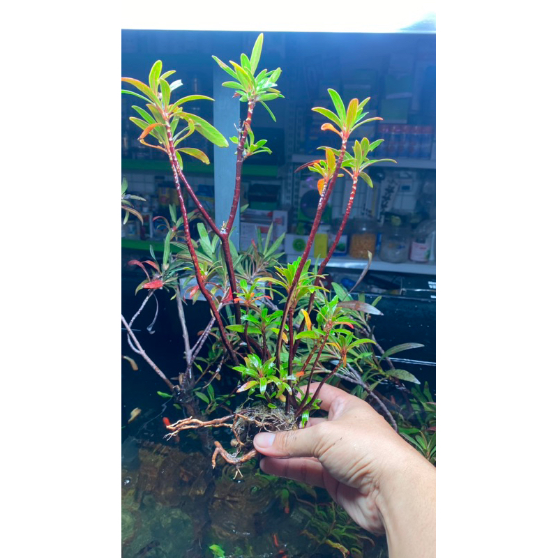 Cây mị nương thuỷ sinh bán cạn