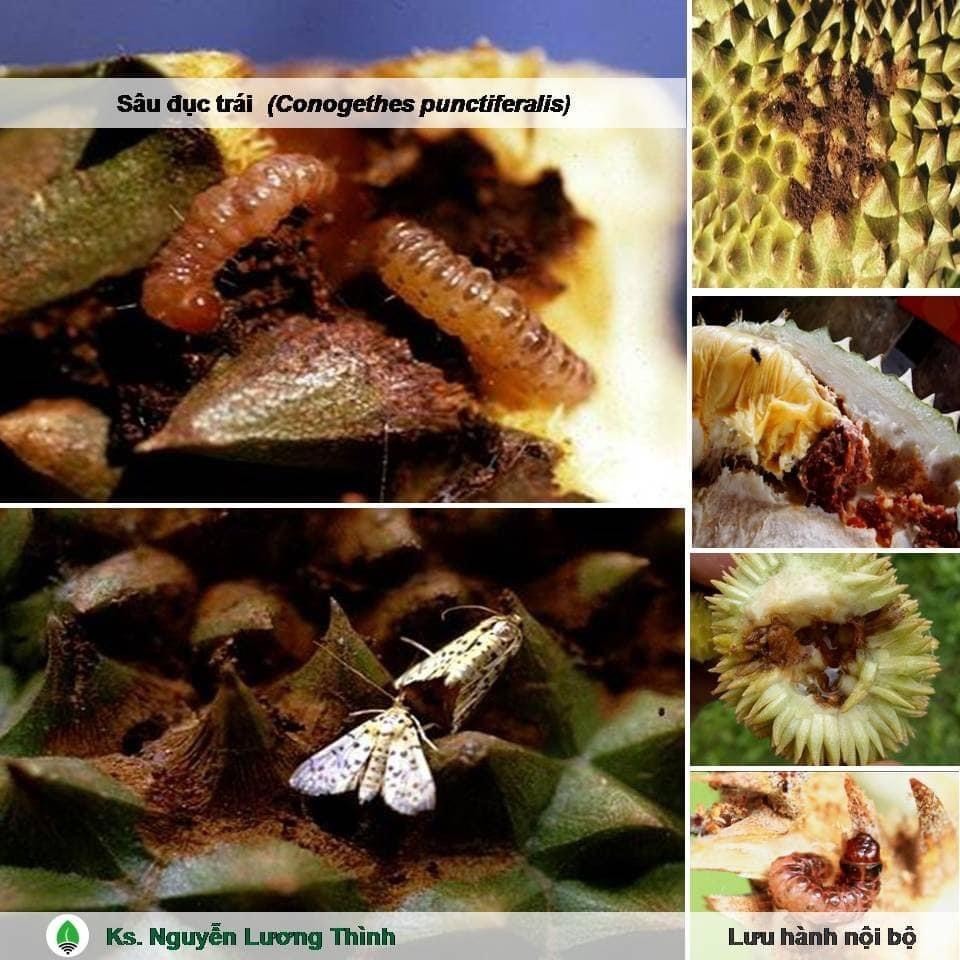 DRAGON 750. Trừ Rầy xanh,Rầy bông, Rệp sáp.Bọ Trĩ,Bọ Nhảy, Sâu đục trái,Ruôi vàng. chai 200ml.