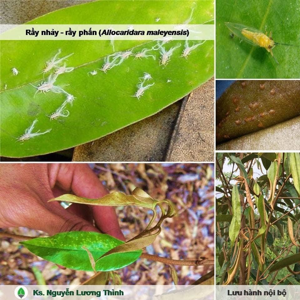 DRAGON 750. Trừ Rầy xanh,Rầy bông, Rệp sáp.Bọ Trĩ,Bọ Nhảy, Sâu đục trái,Ruôi vàng. chai 200ml.