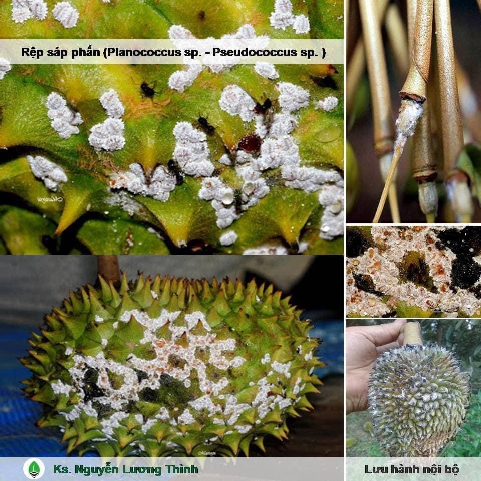 DRAGON 750. Trừ Rầy xanh,Rầy bông, Rệp sáp.Bọ Trĩ,Bọ Nhảy, Sâu đục trái,Ruôi vàng. chai 200ml.