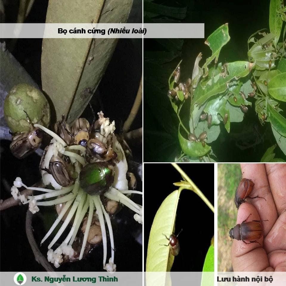 DRAGON 750. Trừ Rầy xanh,Rầy bông, Rệp sáp.Bọ Trĩ,Bọ Nhảy, Sâu đục trái,Ruôi vàng. chai 200ml.