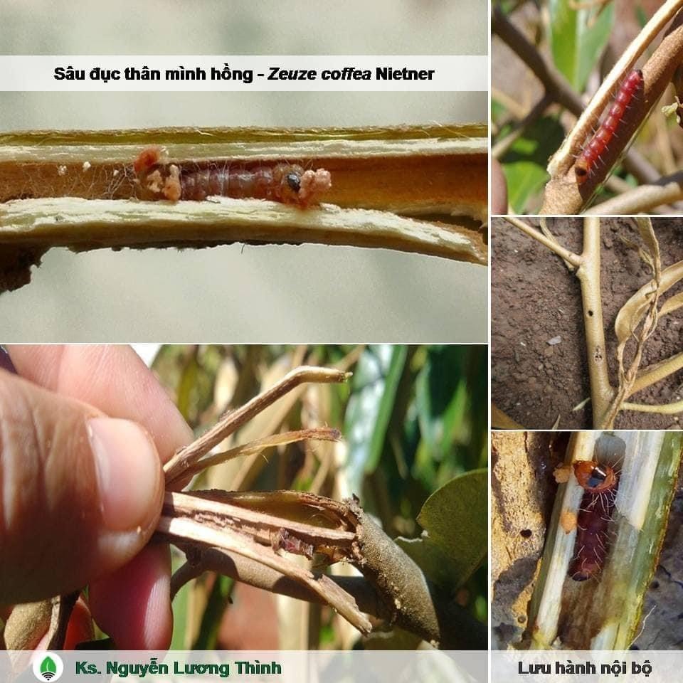 DRAGON 750. Trừ Rầy xanh,Rầy bông, Rệp sáp.Bọ Trĩ,Bọ Nhảy, Sâu đục trái,Ruôi vàng. chai 200ml.