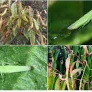 DRAGON 750. Trừ Rầy xanh,Rầy bông, Rệp sáp.Bọ Trĩ,Bọ Nhảy, Sâu đục trái,Ruôi vàng. chai 200ml.