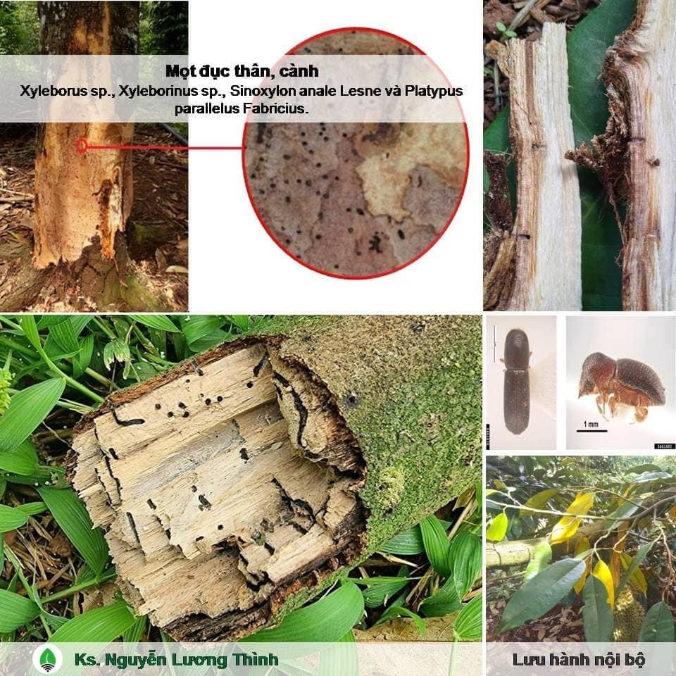 DRAGON 750. Trừ Rầy xanh,Rầy bông, Rệp sáp.Bọ Trĩ,Bọ Nhảy, Sâu đục trái,Ruôi vàng. chai 200ml.