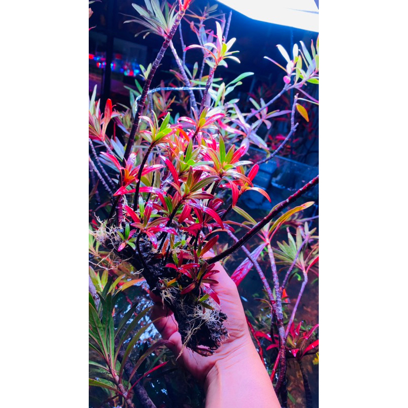 Cây mị nương thuỷ sinh bán cạn