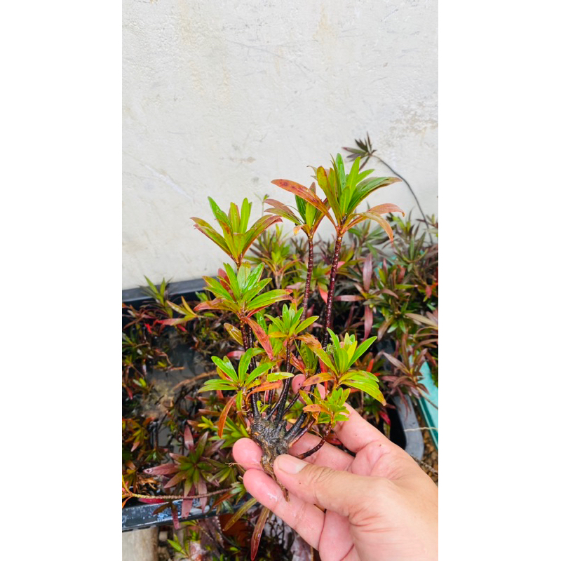 Cây mị nương thuỷ sinh bán cạn