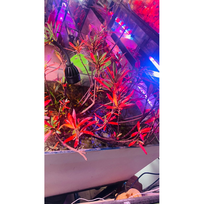 Cây mị nương thuỷ sinh bán cạn