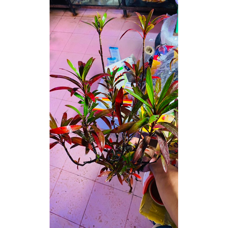 Cây mị nương thuỷ sinh bán cạn