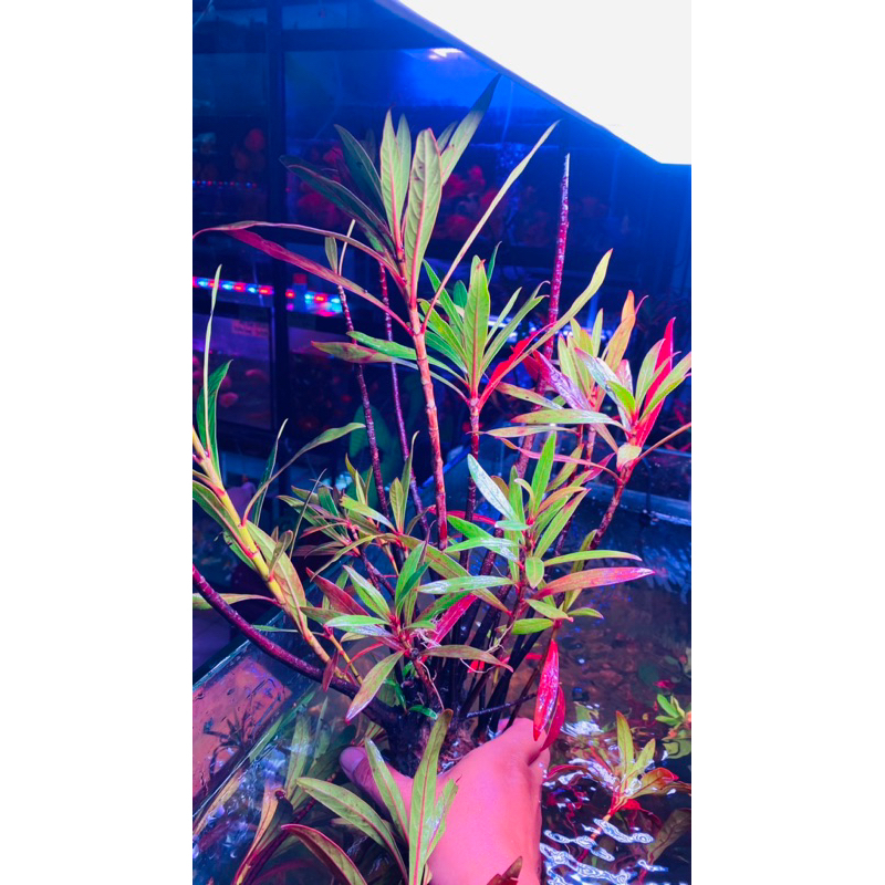 Cây mị nương thuỷ sinh bán cạn