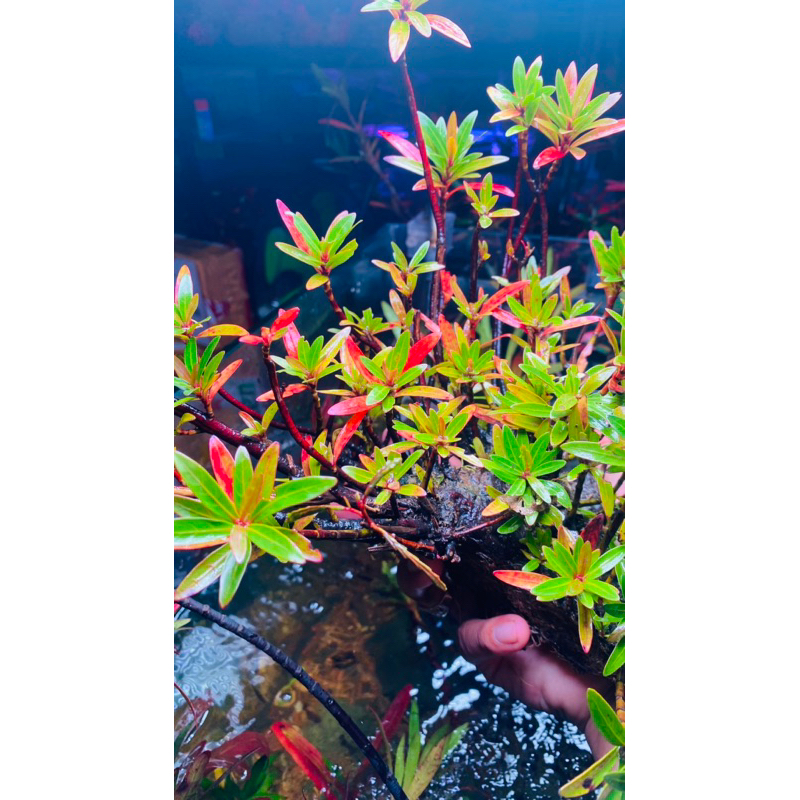 Cây mị nương thuỷ sinh bán cạn