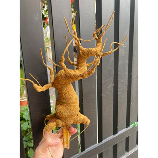 GỐC BONSAI E1( CAO 30CM) LÀM THÂN MAI ĐÀO