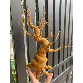 GỐC BONSAI E1( CAO 30CM) LÀM THÂN MAI ĐÀO