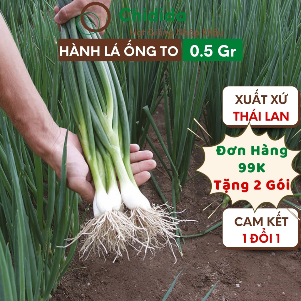 Hạt giống hành lá Chidida hành hương giống Thái Lan dễ trồng sinh trưởng mạnh kháng bệnh tốt