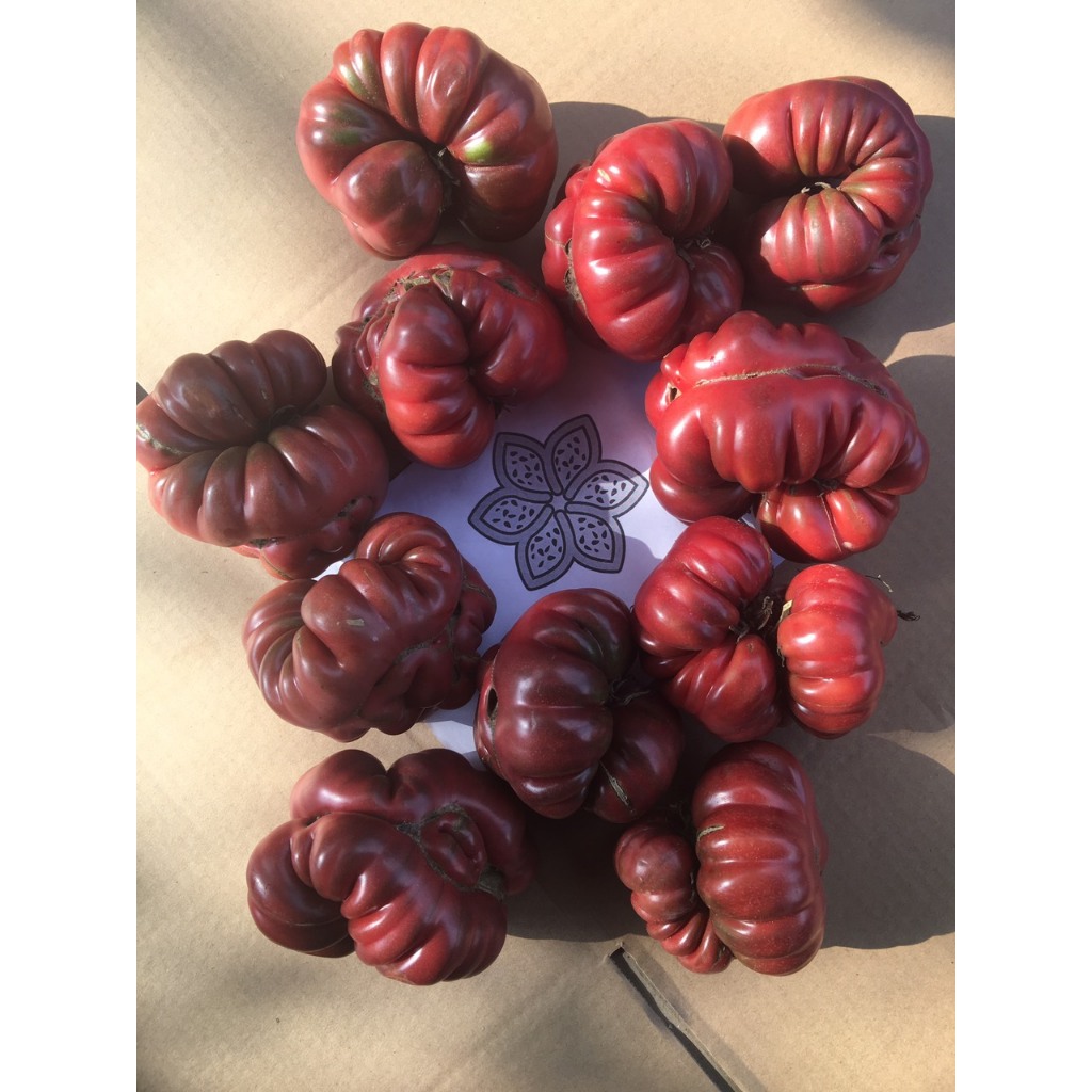 ( 12/2023 ) Hạt giống cà chua múi Socola ( Calabash Purple ) nảy mầm 100%