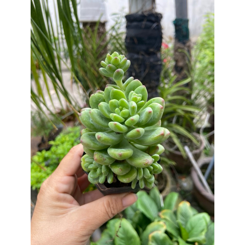 Sen đá size bầu
