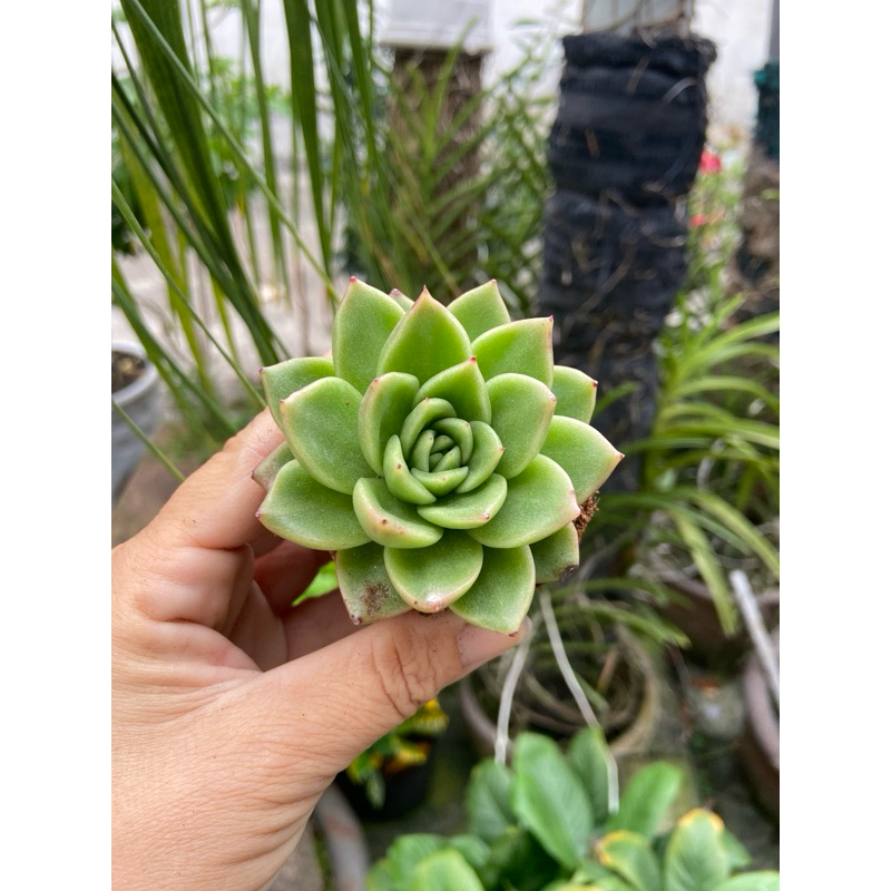 sen giva size nhỏ