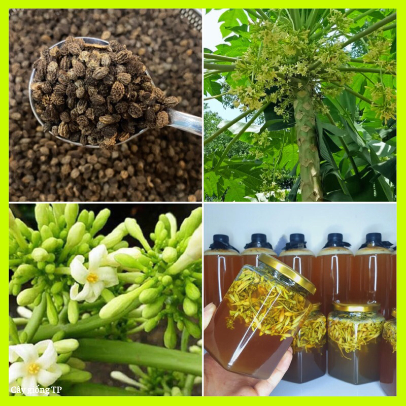 10 hạt giống cây hoa đu đủ đực.