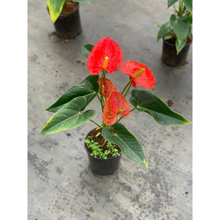 Hồng môn đỏ (chậu đang hoa)