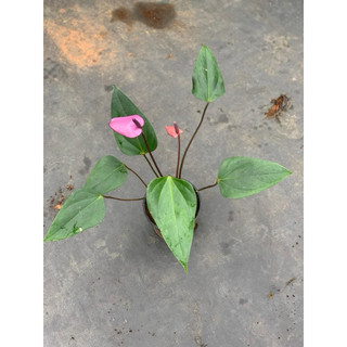 Cây hồng môn tím (chậu 1 thân lùn đang hoa)