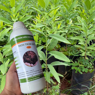 Phân trùn quế, dịch trùn quế, phân hữu cơ ( 1000 ml ) Loại đậm đặc