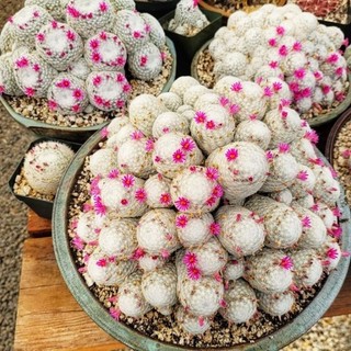 Xương Rồng Mami Humboldtii 9-10cm