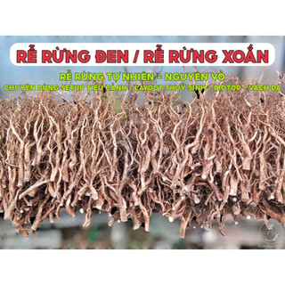 Lũa rễ rừng nguyên vỏ | lũa rễ dương trang trí, setup layout bể thuỷ sinh, biotop, layout bán cạn, layout vách đá