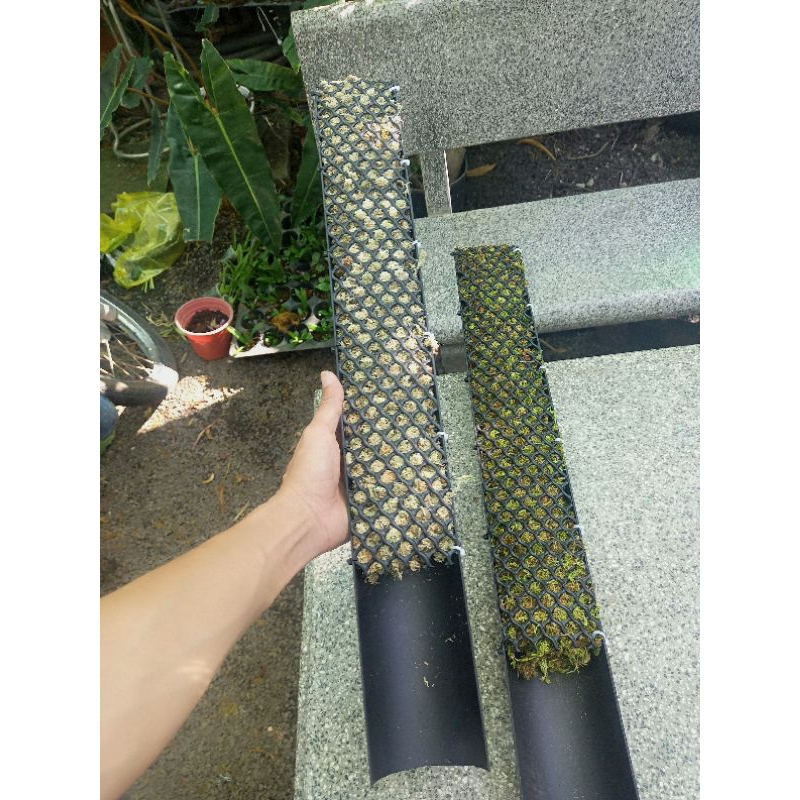 Trụ cây bán nguyệt, đã có giá thể  khuyến mãi phân bón