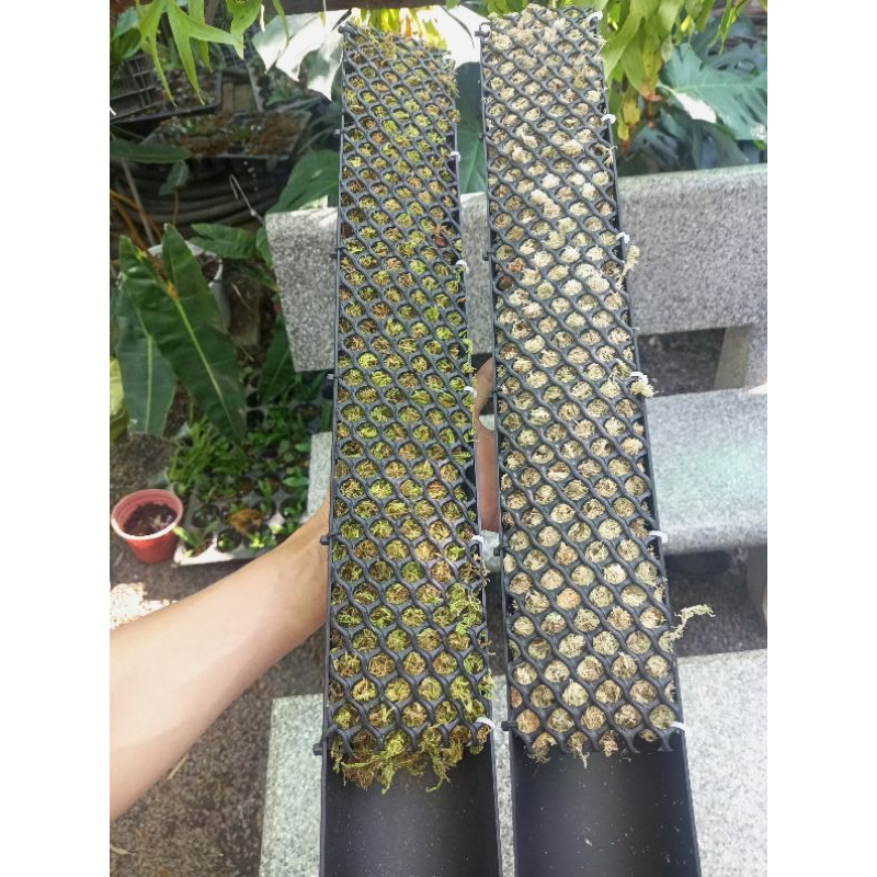 Trụ cây bán nguyệt, đã có giá thể  khuyến mãi phân bón