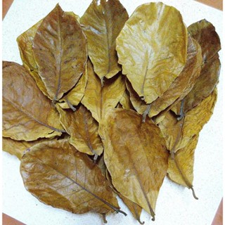 50 Lá bàng khô