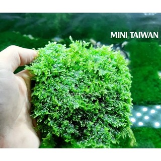 Rêu mini taiwan - rêu thuỷ sinh | dán bonsai, dán lũa bể thủy sinh