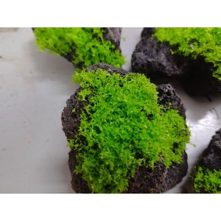 đá dán rêu nhựa decor 2 cục
