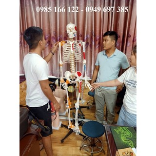 Mô hình xương người cao 170cm có rễ thần kinh và dây chằng quanh khớp