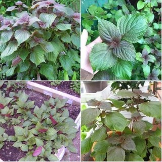 100 hạt giống lá tía tô tím