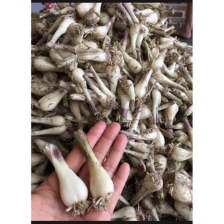 Củ kiệu Huế tươi to khô ráo 1kg