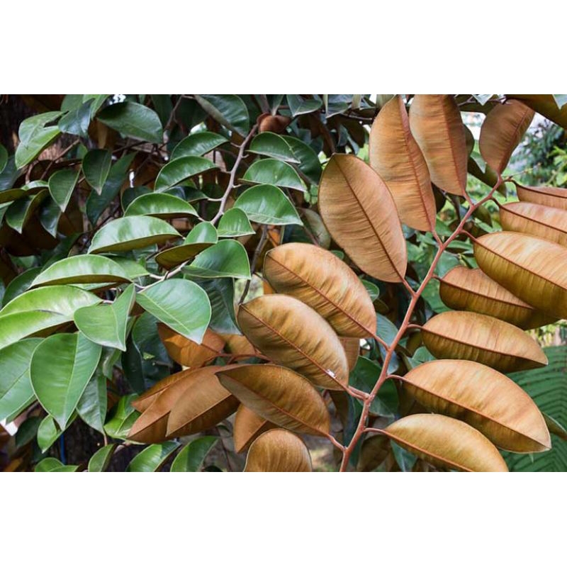 Lá vú sữa tươi 1kg