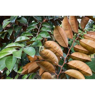 Lá vú sữa tươi 1kg