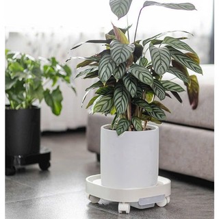 Đế lót chậu hoa cây cảnh có bánh xe thông minh - kệ để chậu cảnh