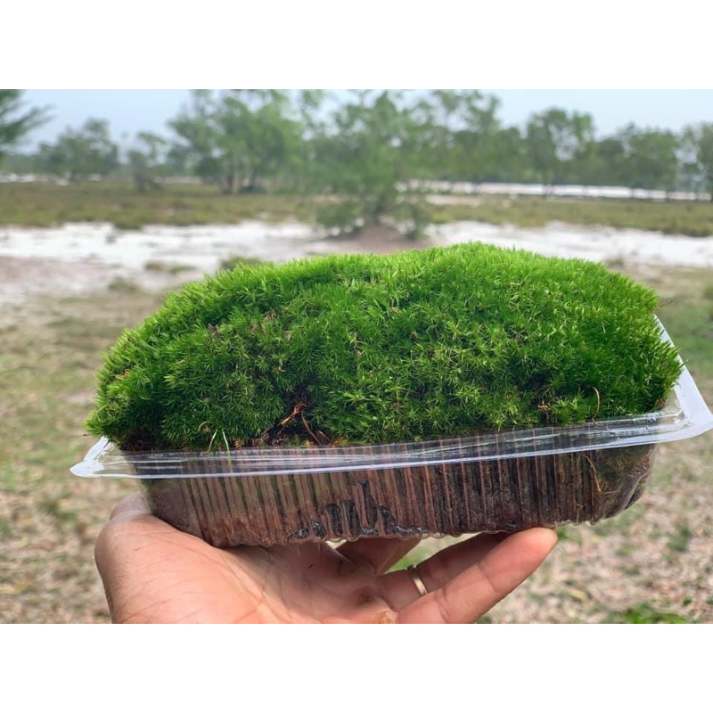 rêu xanh loại vip diện tích 25x25 , chịu hạn nắng nóng tốt, dùng để đắp cây bonsai ,cây cảnh…vv