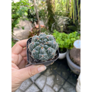 Xương rồng thần long