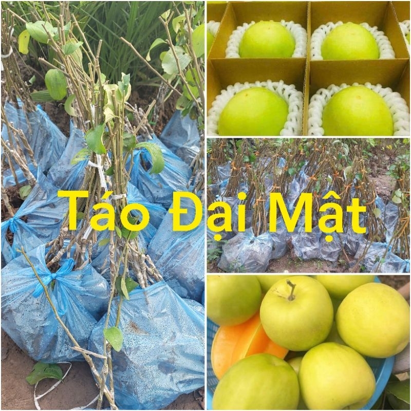 Táo đại mật ( cây ghép chuẩn giống F1) giống táo thế hệ mới cho năng xuất cao, Có thể trồng chậu