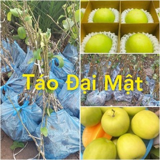 Táo đại mật giống táo thế hệ mới cho năng xuất cao, Có thể trồng chậu