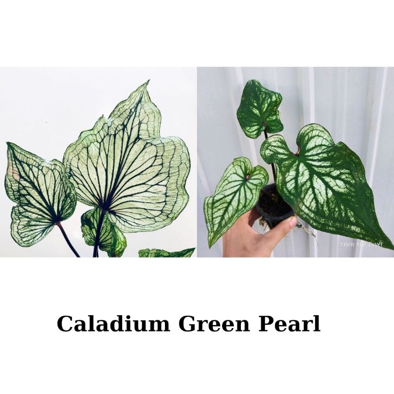 Cây giống môn thiên nga xanh, caladium Green Pearl