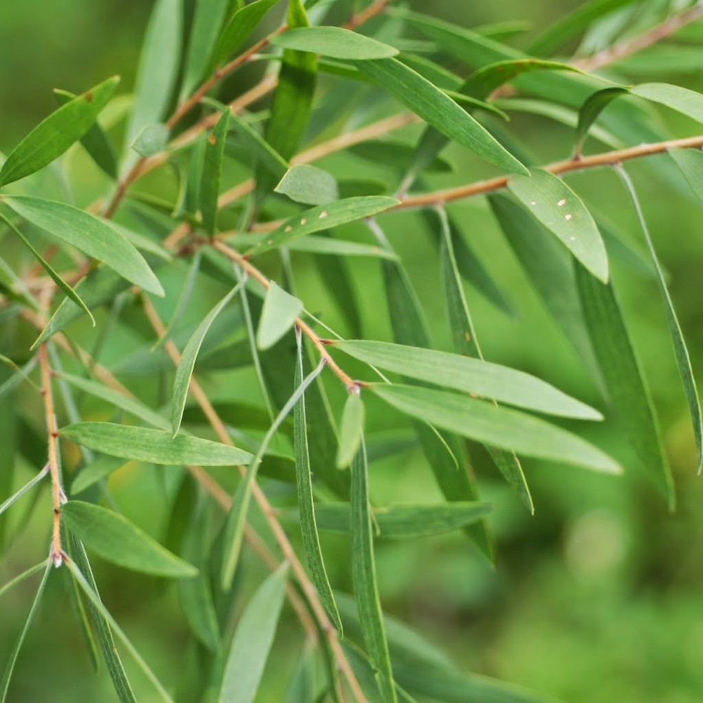 Dầu tràm bảo nhiên Hàng chính hãng đảm bảo chất lượng