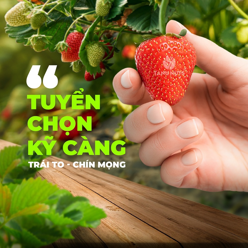 Dâu tây sấy dẻo TANU NUTS hũ 400g, trái cây sấy tốt cho người ăn kiêng, bà bầu.