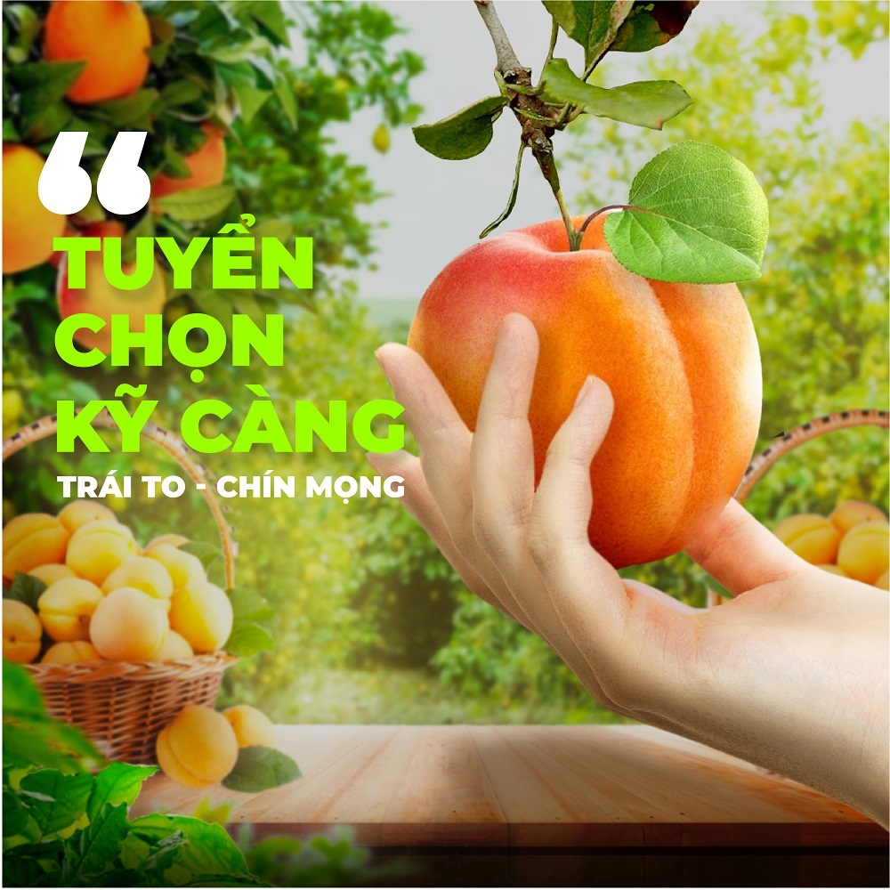 Mơ sấy dẻo TANU NUTS, mơ sấy Thổ Nhĩ Kì ăn kiêng, ăn vặt mẹ bầu