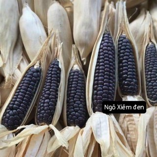 [ DEAL SIÊU RẺ 3.9k] Hạt giống ngô mini Đen chiêng Mai