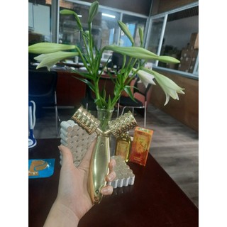 Cây lăn ngải đồng đôi đông y không xoay Kentax