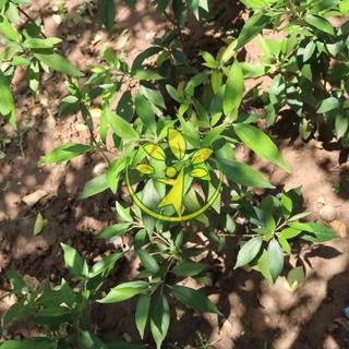🌿 Bầu cây khổ sâm - MUA 1 TẶNG 1