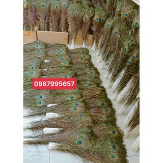 Lông công phong thuỷ dài 80cm