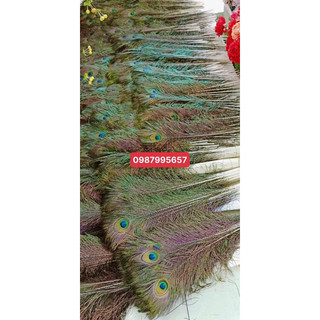 [MẮT TO] Lông công dài từ 80cm  loại ĐẸP nguyên vẹn, tự nhiên 100% phong thủy tài lộc
